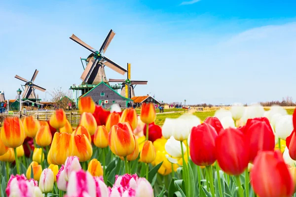 Színes tulipánok virágzanak a holland tájban, háttérben szélmalmokkal.